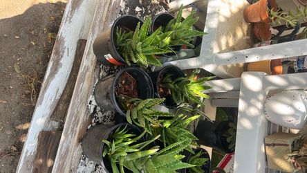 Aloe real plant