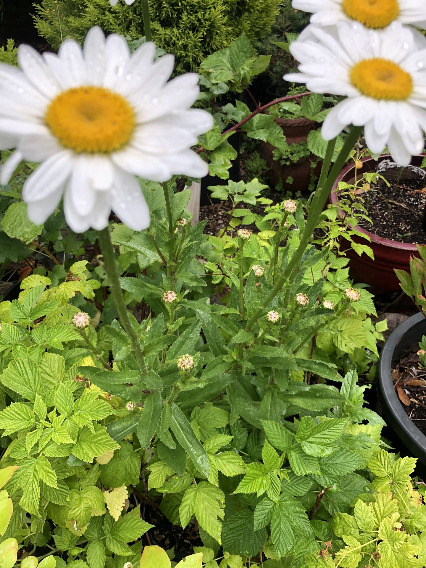 Daisy Plants