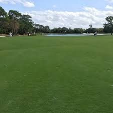 Bermuda Tifway 419