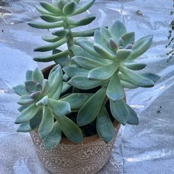 $5 Succulents in clay pot