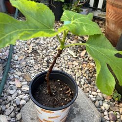 Fig Tree