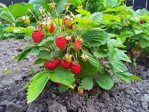 Plant Sale! Indoor & Outdoor (perennials)