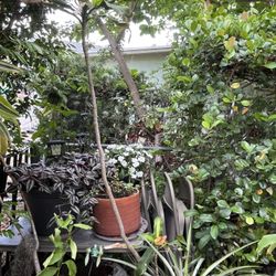 6 Ft Corn Plant In Plastic Pot