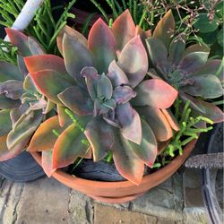 Beautiful Succulents In Clay Pot.
