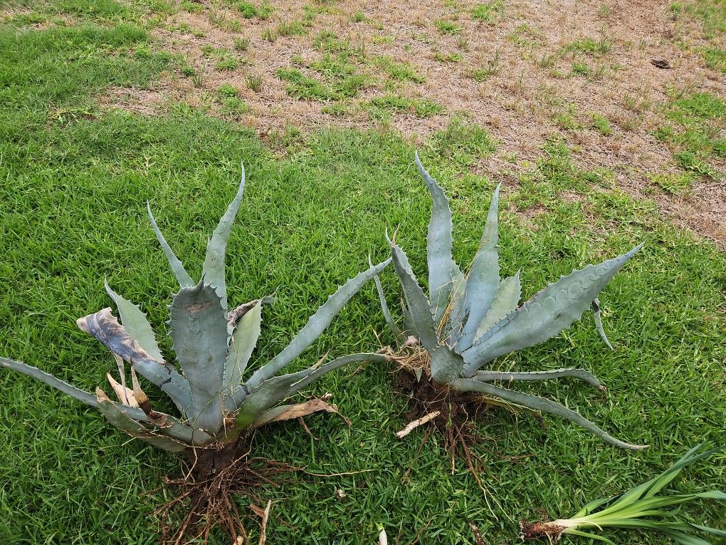 Texas LARGE Agave/Maguay ENORME