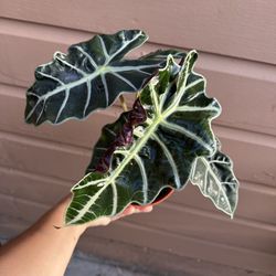 6” Alocasia Polly / African Mask 