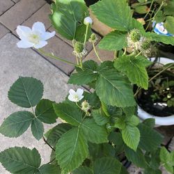 Prime-Ark Freedom Blackberry Thornless Sweet Large Berries