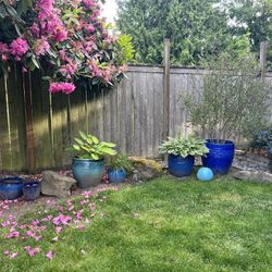 Garden Plants/Pots