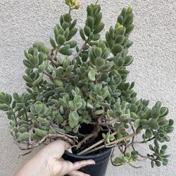 Beautiful Panda Paw Succulent Plant 