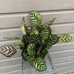 6” Calathea Macoyana