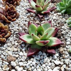 SUCCULENT AND RARE PLANT SALE THIS WEEK IN SAN LORENZO CA