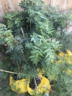 Pistachio root stalk