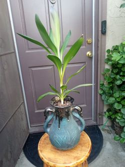 planta de sombra flores 🟣