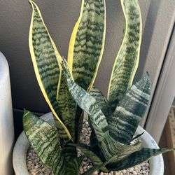 San Siberia, Snake Plant 