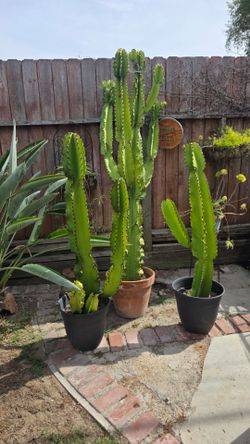 Large Candelabra Cactus / Euphorbia