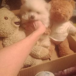 Teddy Bear Stuffed 