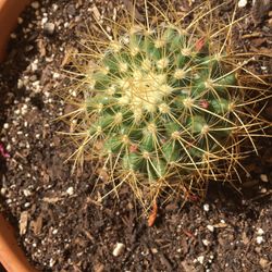 Barrel Cactus Cutting 