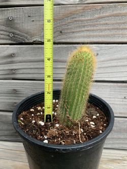 Cactus