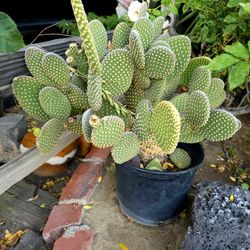 Large Cactus 🌵 For Sale Or Trade 
