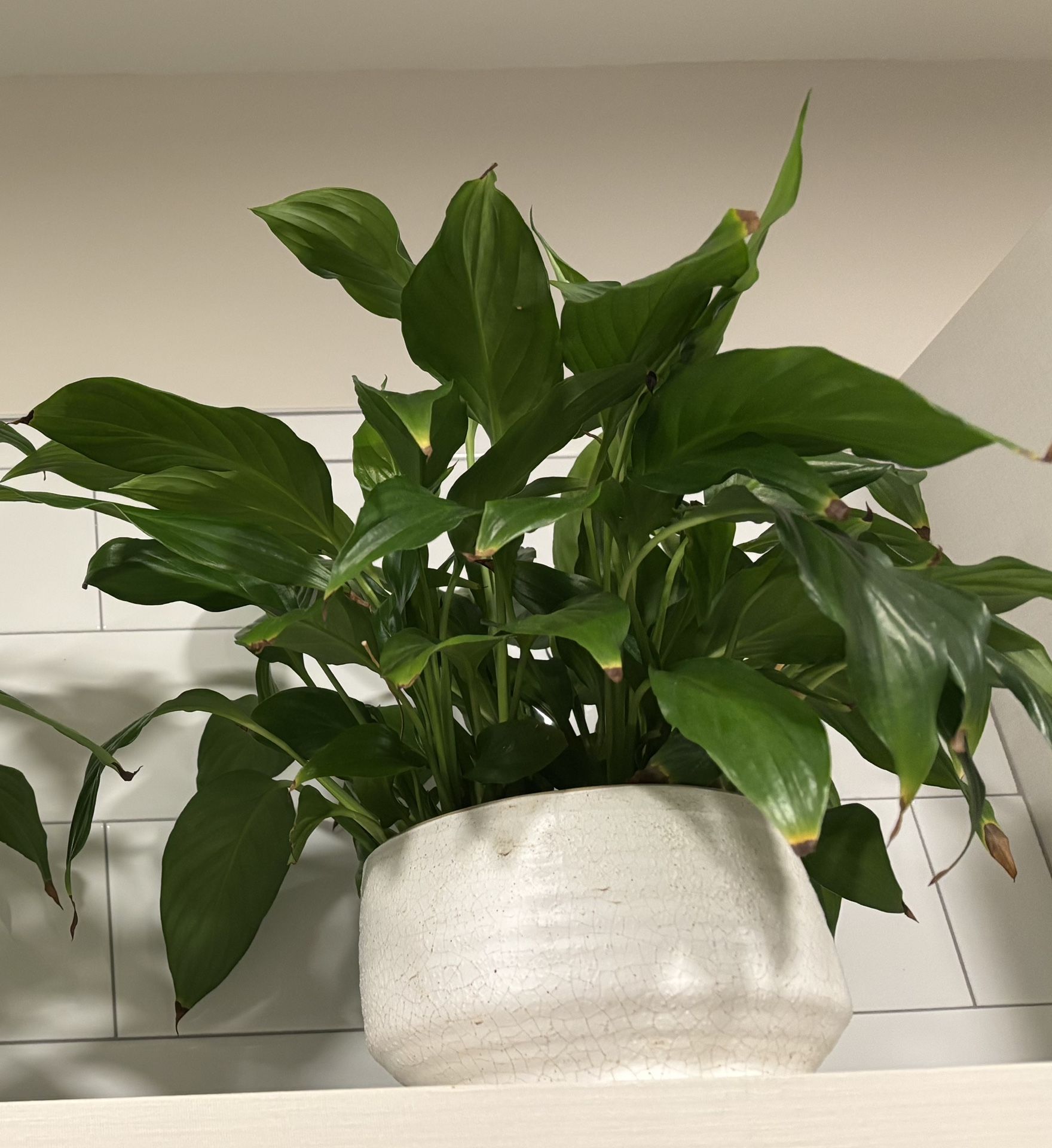Peace Lily Plant