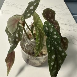 Begonia Maculata Cuttings
