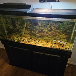 Turtle Tank / Fish Tank 