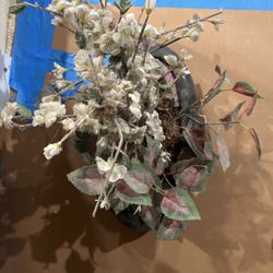 Plum Blossom Chinese Tree 