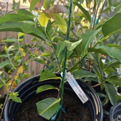 Grafted Black Sapote Chocolate Pudding Fruit