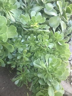 Planta de suculenta grande maceta de 15 galones