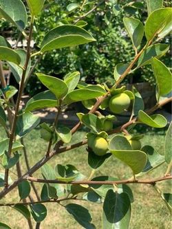 Persimmon Fruit Tree “Giant Fuyu”