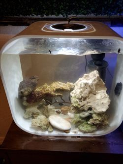 biOrb Aquarium – 11 Gallon Modern Designer Fish Tank