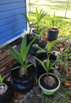 Coconut tree