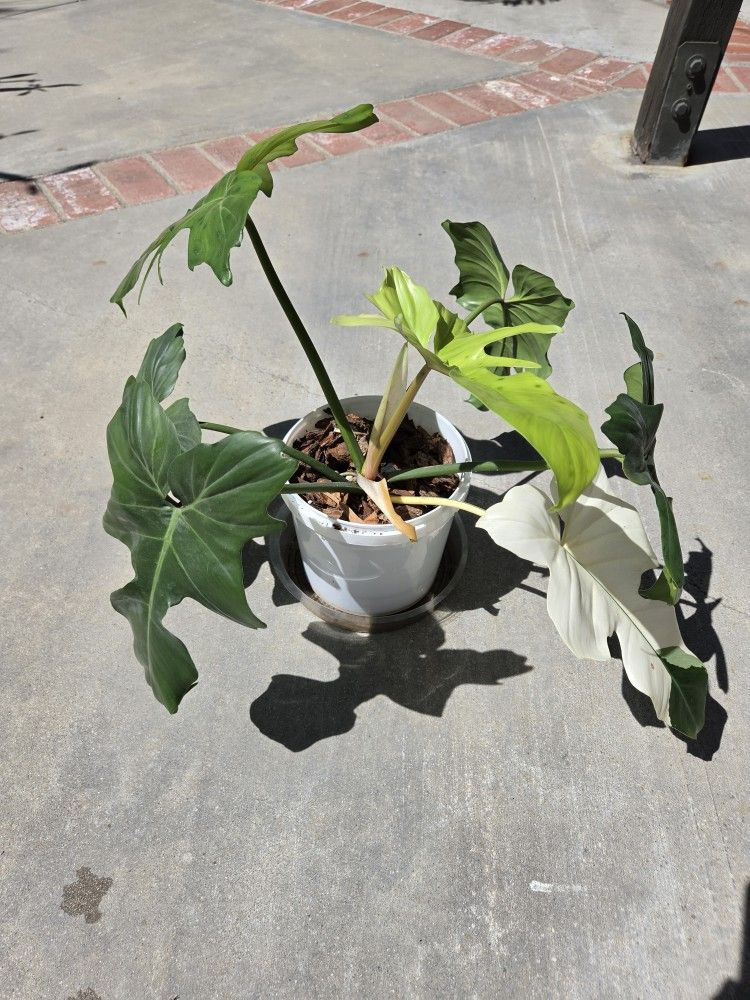 Variegated Golden Dragon Philodendron