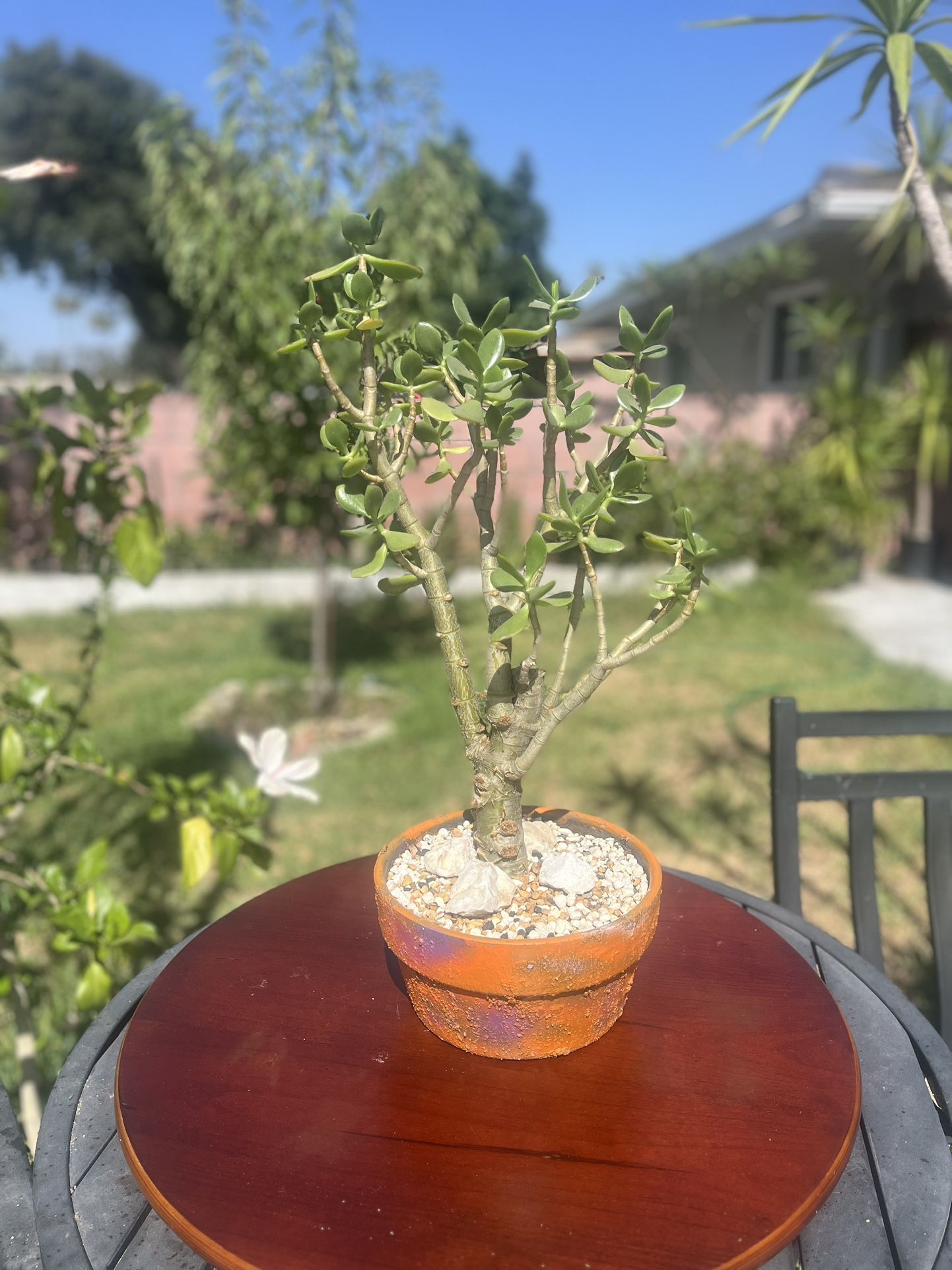 Very Healthy Jade Good Luck Tree In Nice Vase