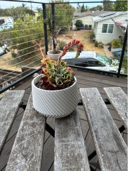 Succulent looking for good home!