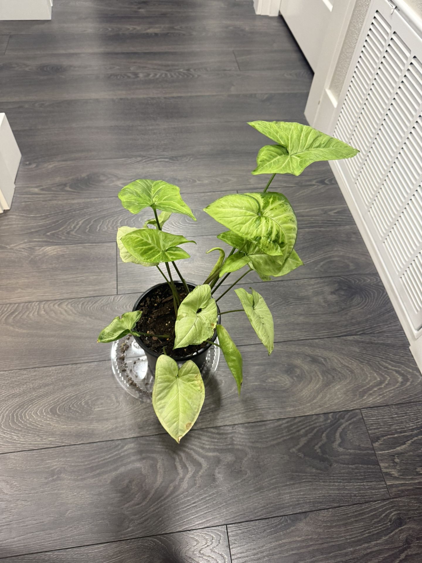 Syngonium Plant In Pot Indoor Super Pretty 