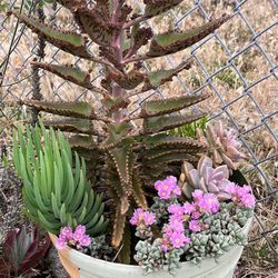 Succulents 