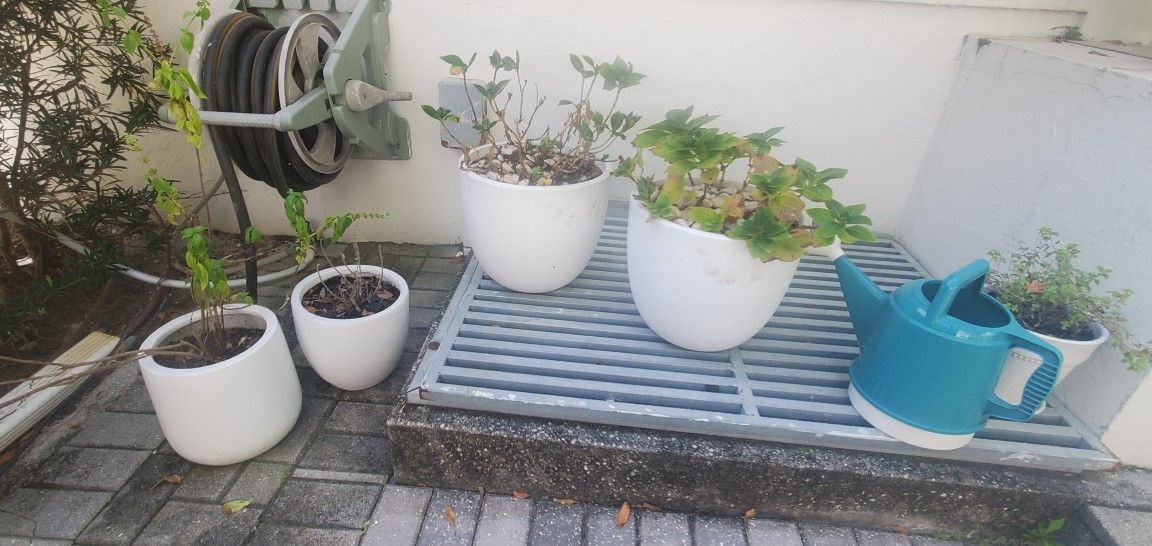 Modern Pots With Plants