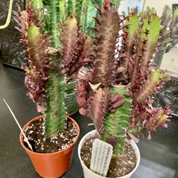 ♥️Gorgeous Euphoria Royal Red Lucky PLANT🙏PLS READ DESCRIPTION 