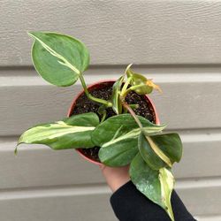 4” Philodendron Rio 