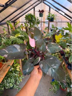 Philodendron ‘pink princess’  5”