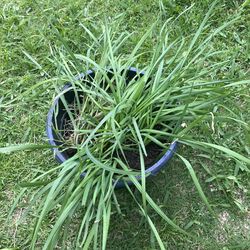 Organic chives