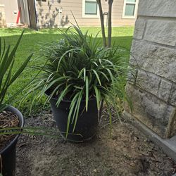 Plants Super Blue Loriope