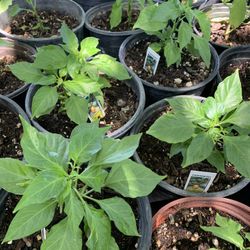 Chile Abanero 10 Each