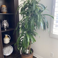 Indoor Plant