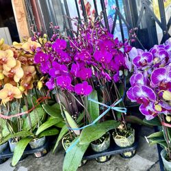 Rare Colors Orchids Hoa Lan 