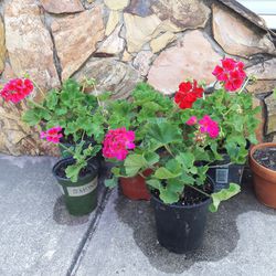 Geranium Pink Flower Pots Plants