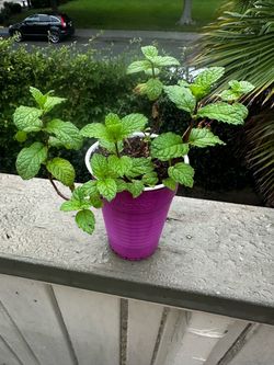 Live Mint Plant in Purple Pot