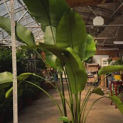 7 Foot Bird Of Paradise Live Plant