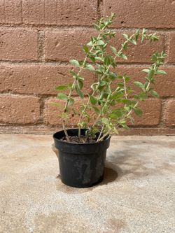 Oregano Plant